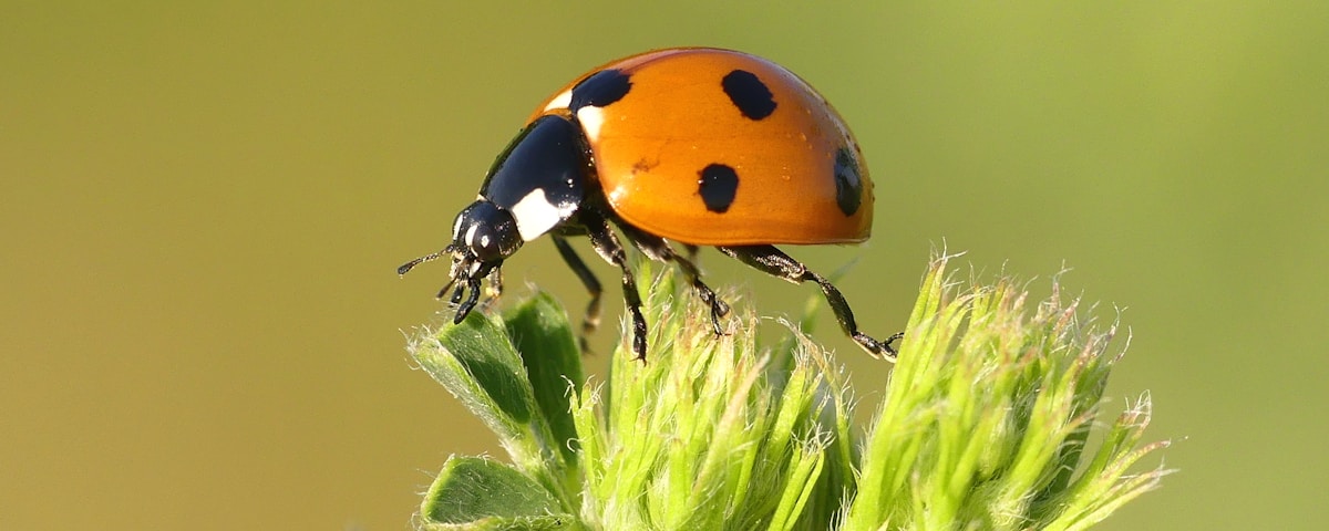 macro photography of orange and black bug perching on plant