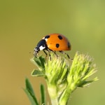 macro photography of orange and black bug perching on plant