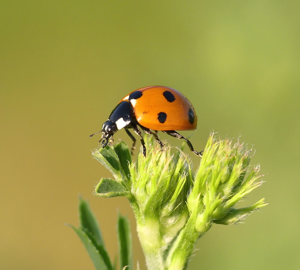 macro photography of orange and black bug perching on plant photo macro photography of orange and black bug perching on plant photo