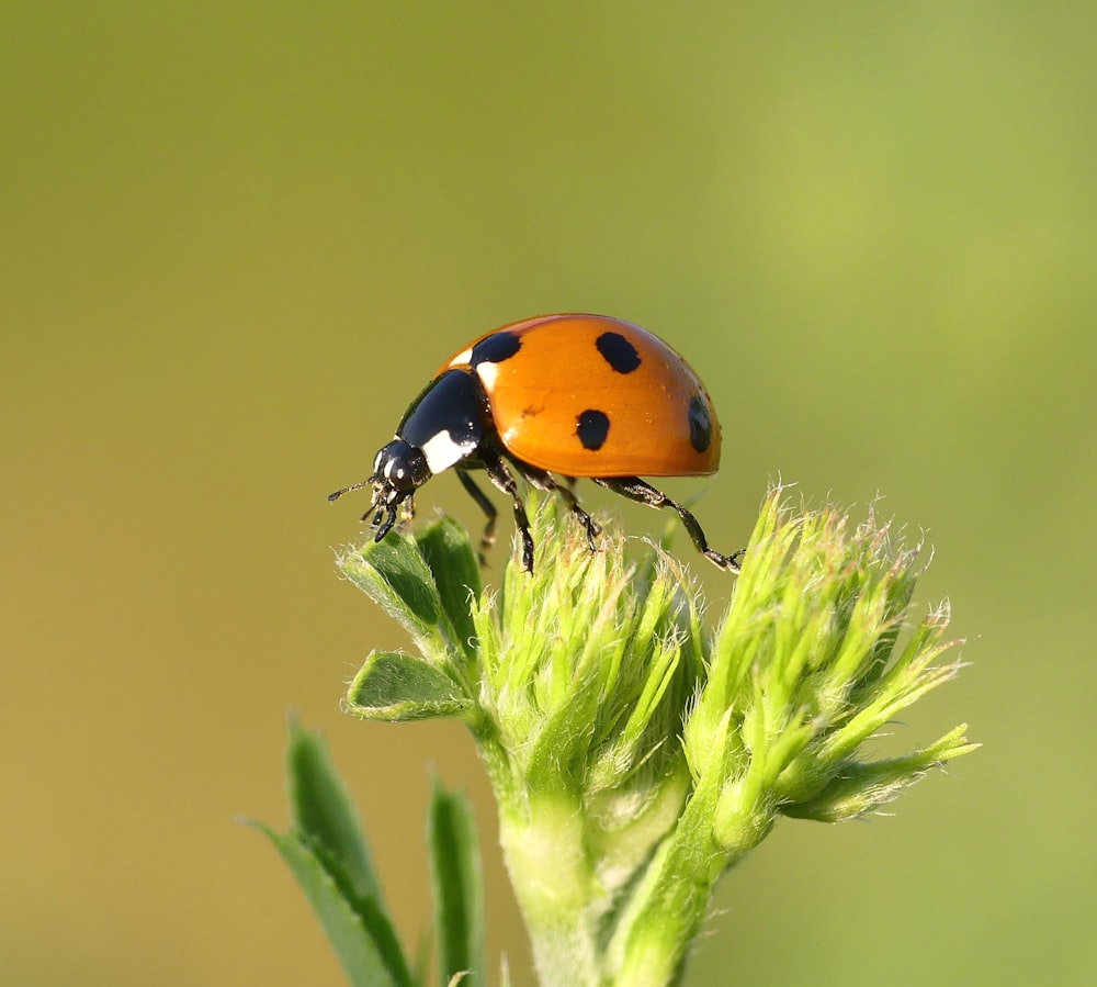 fotografia macro di insetto arancione e nero appollaiato sulla pianta