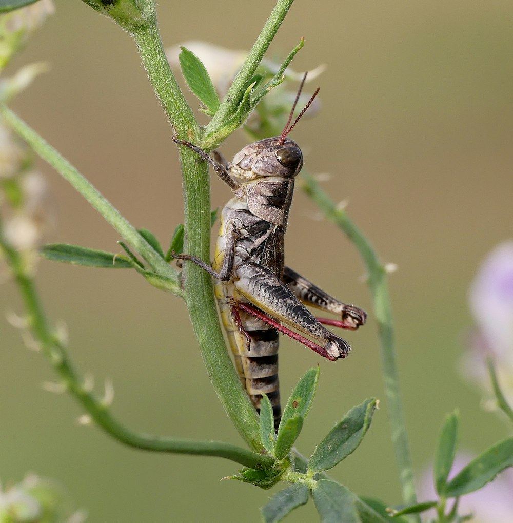 black insect on green plant