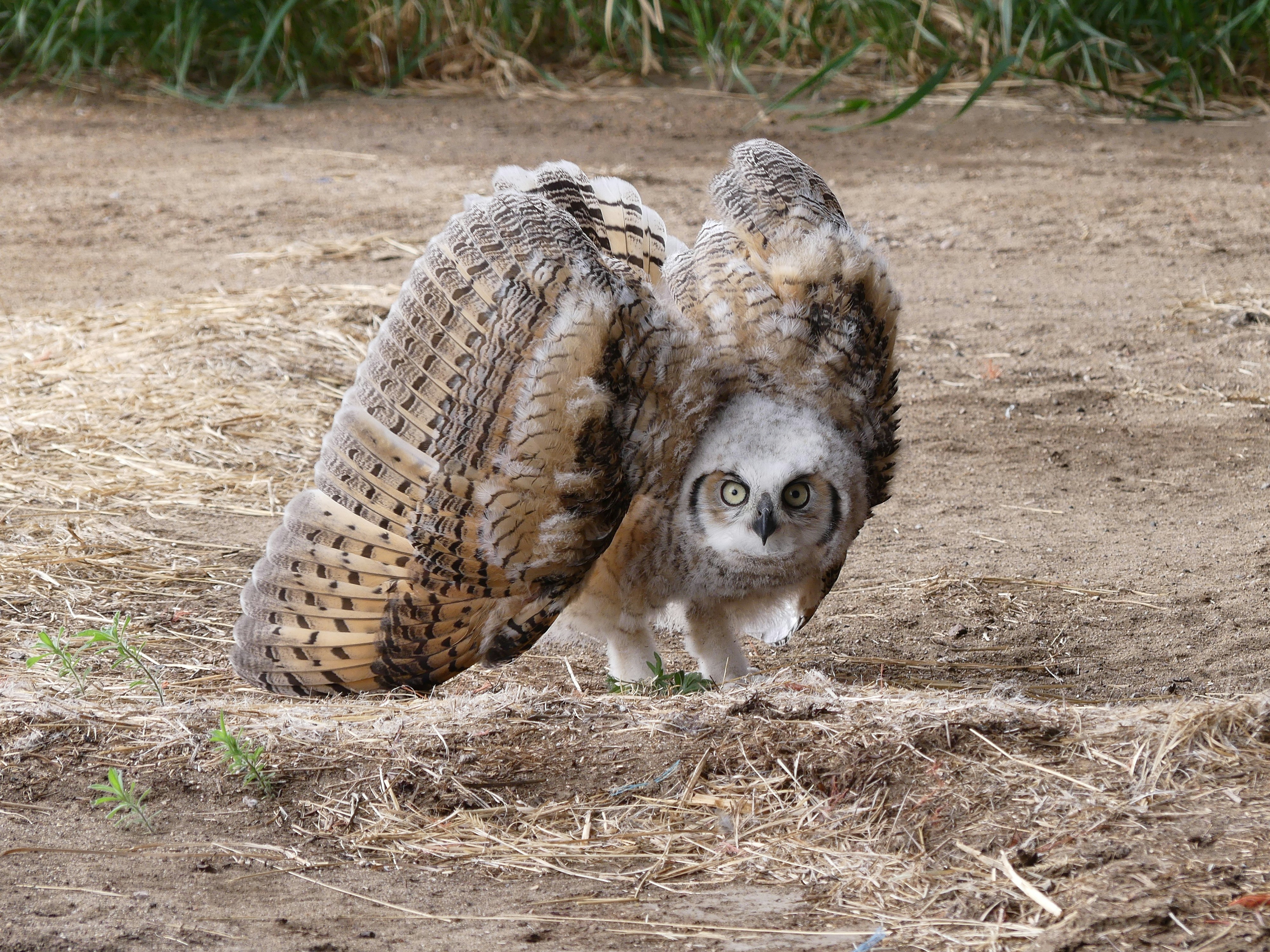 A juvenile owl spreads its barred wings on a dusty, earthy ground, eyes fixed on the observer. The moment captures alert balance and the hint of takeoff.