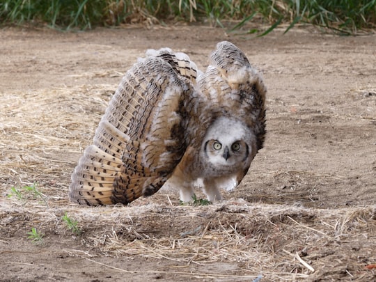 brown owl on ground in Saskatchewan Canada