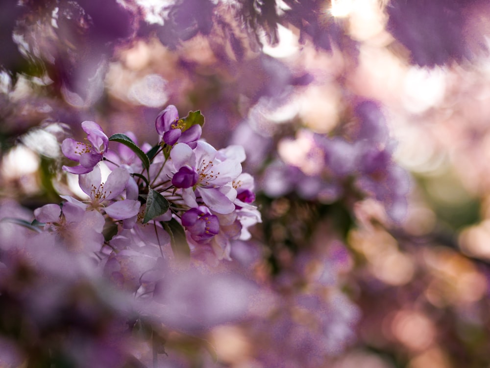 macro shot photo of purple flowers