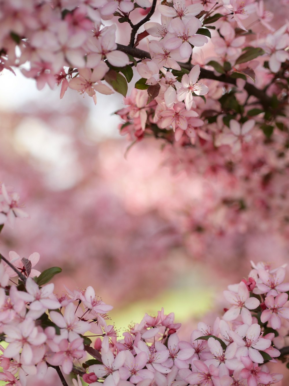 Photographie sélective des fleurs de cerisier