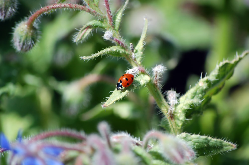 tilt-shit photography of ladybug on green leaf