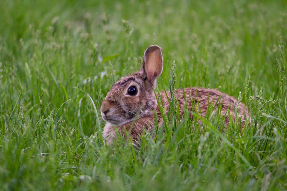 brown hare sitting on green grass at daytime