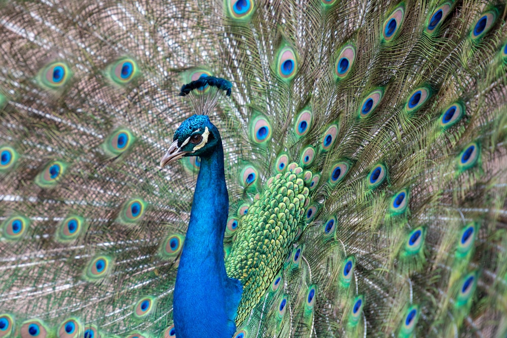 fotografia de foco seletivo de pavão