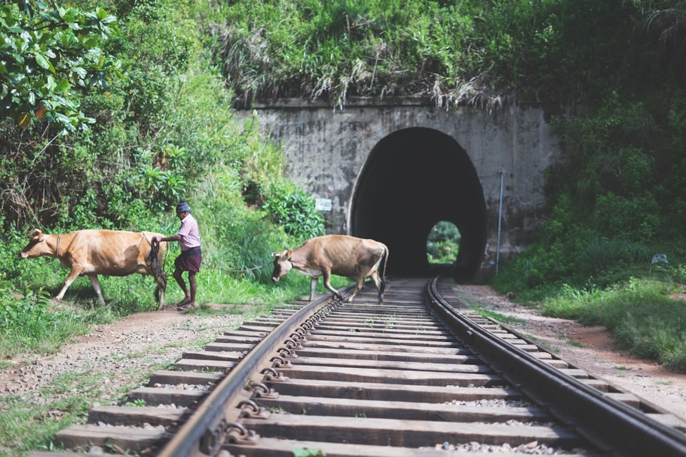 cows on train track