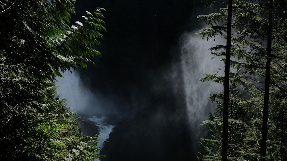 Foto della foresta durante il giorno