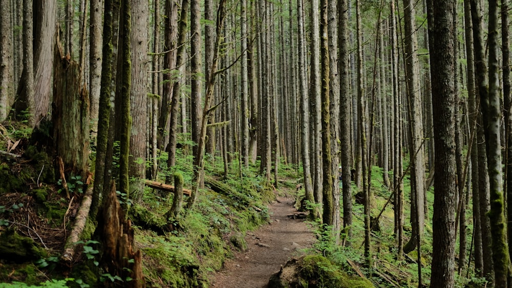 road on forest