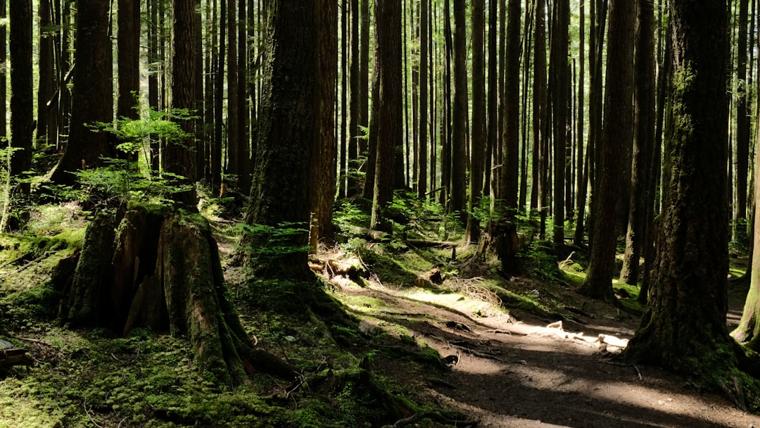 Forest photo spot Wallace Falls State Park Snoqualmie