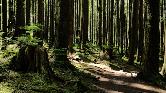 photo of Wallace Falls State Park Forest near Little Si