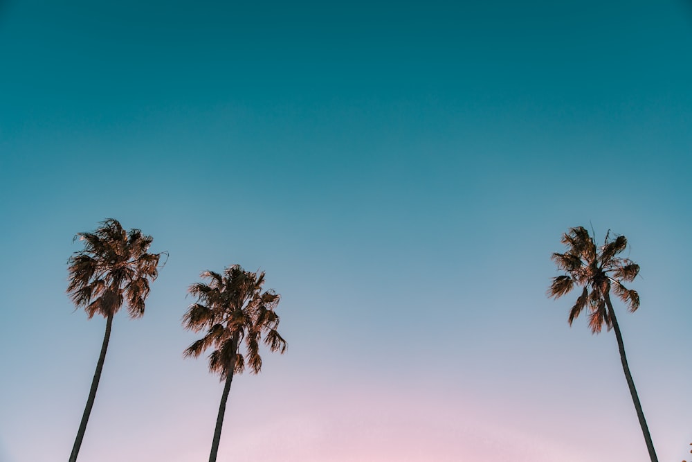 low-angle photograph of three palm trees under blue sky