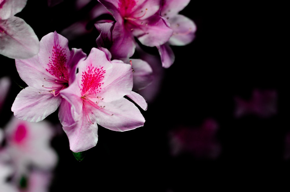ピンクの花のチルトシフト写真