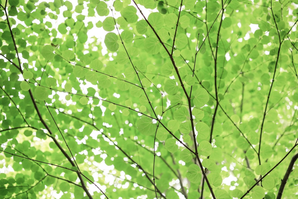 green leafed tree