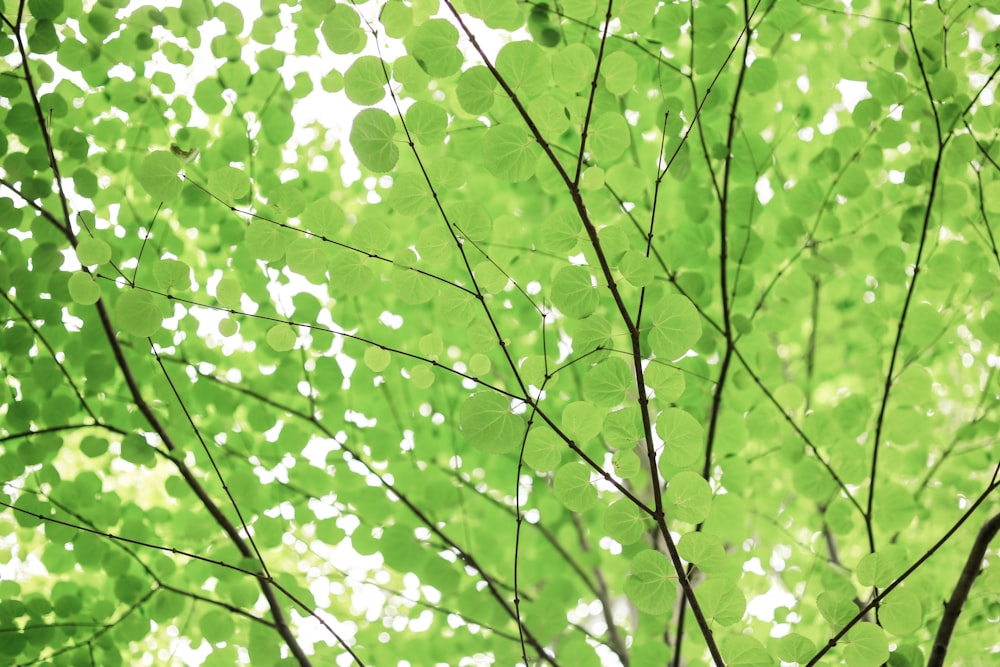 녹색 잎이 있는 나무