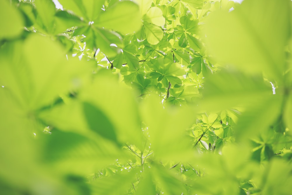 green leafed plants