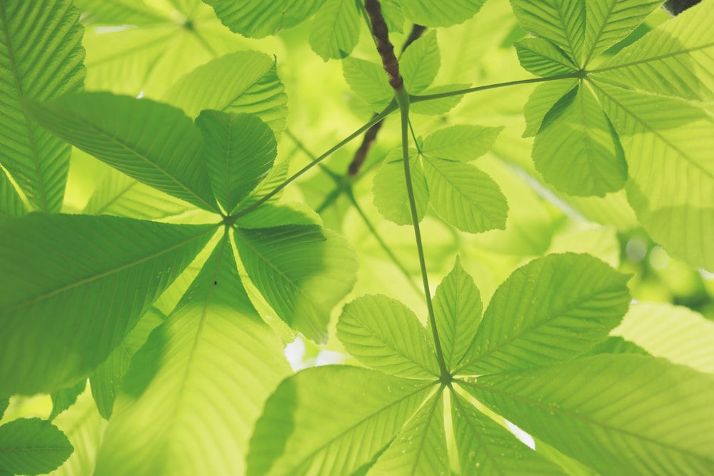 selective focus of green plants