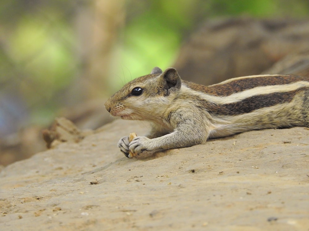 gray squirrel on brown surface