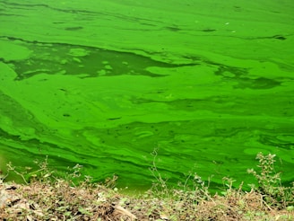 A vibrant green surface, potentially a body of water, covered in algae with distinct swirling patterns. In the foreground, dry vegetation and twigs are visible, forming a border along the edge.