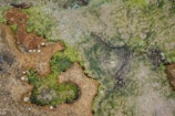 A natural formation with textured brown rocks interspersed with vibrant green algae. The surface is uneven and appears moist, indicating a coastal or marine environment where tidal pools may form. Small shell-like structures are scattered throughout the scene.