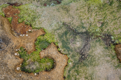 A natural formation with textured brown rocks interspersed with vibrant green algae. The surface is uneven and appears moist, indicating a coastal or marine environment where tidal pools may form. Small shell-like structures are scattered throughout the scene.