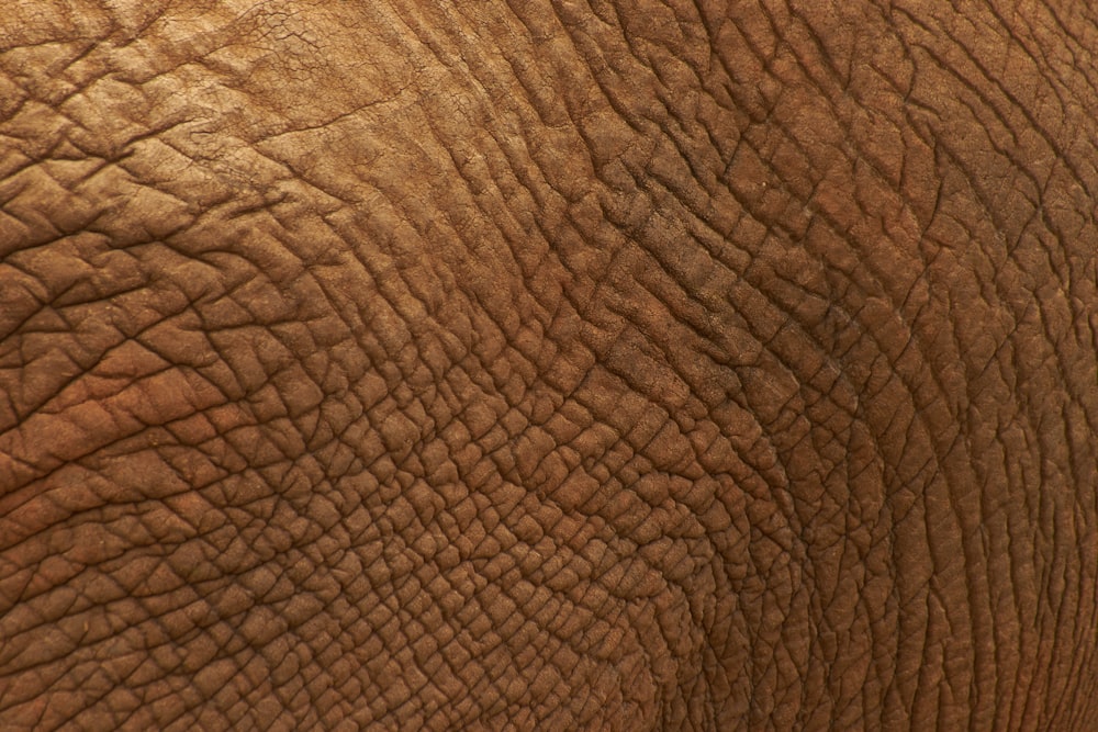 Eine Nahaufnahme der Haut eines Elefanten