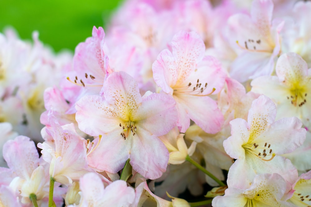 pink-and-white petaled flowers in closeup shot