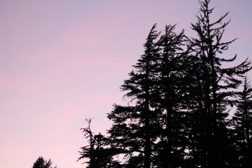 silhouette of pine tree