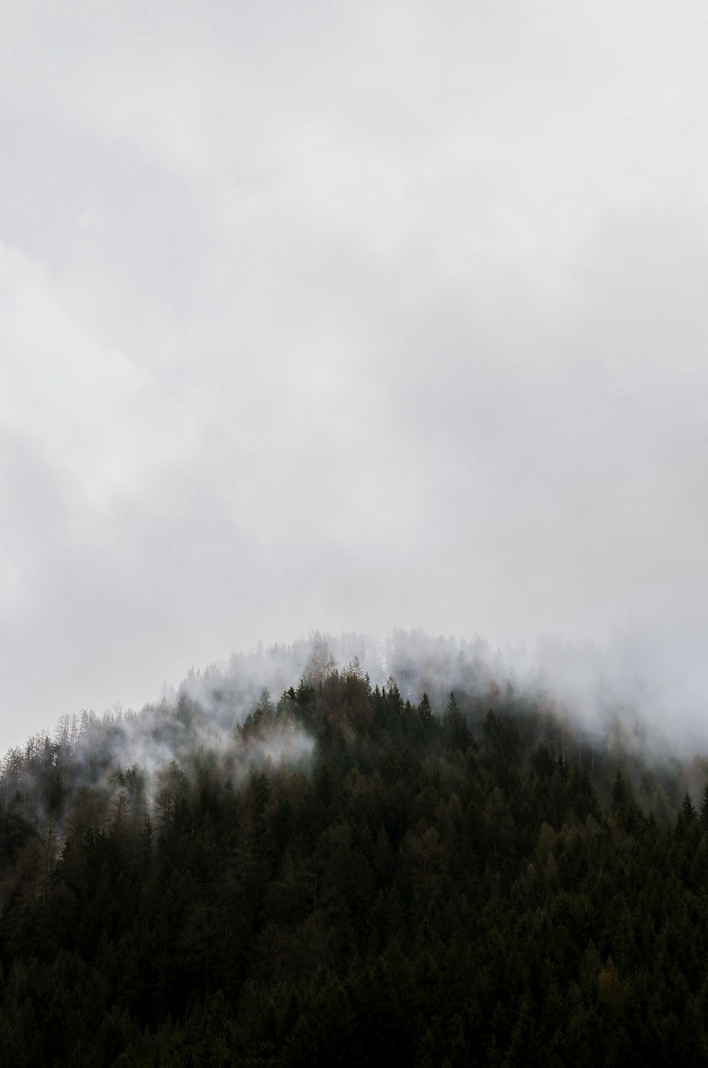 Nebel bedeckt grünen Berg