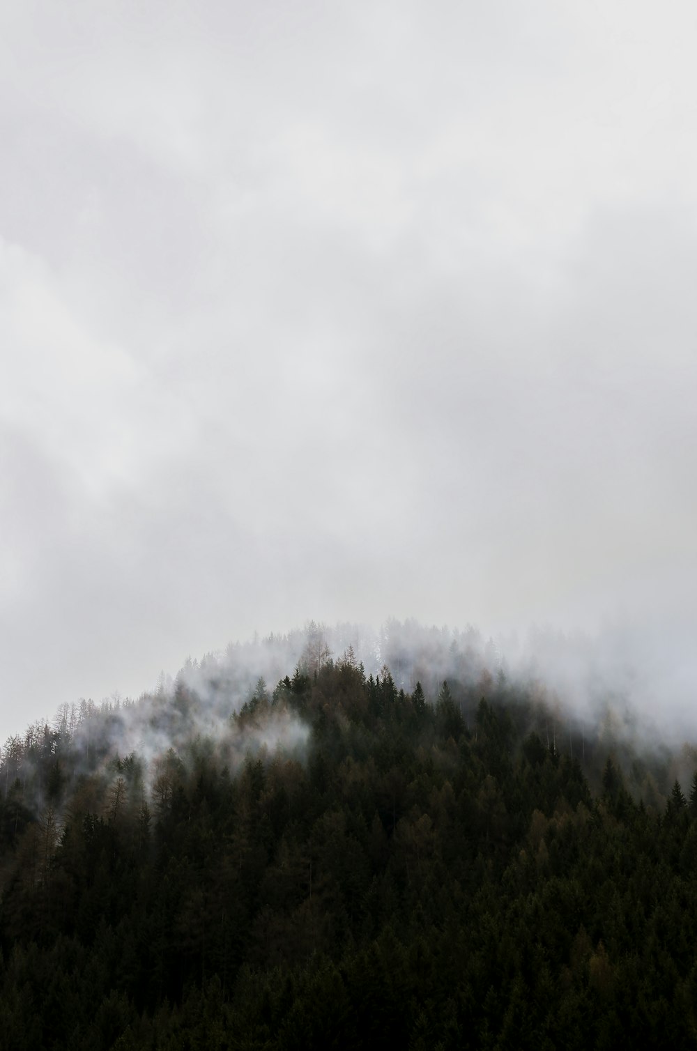 fog covering green mountain