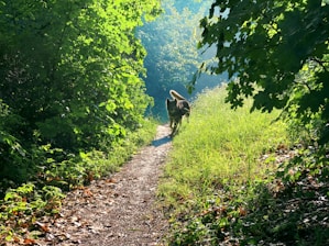 A happy dog running freely along a shaded natural trail surrounded by lush greenery and sunlight.