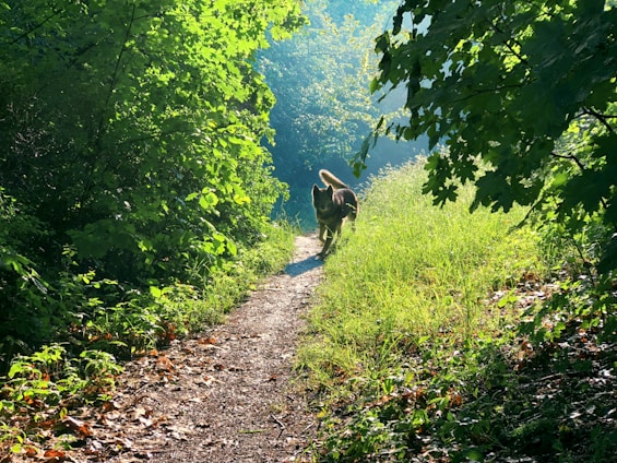 A happy dog running freely along a shaded natural trail surrounded by lush greenery and sunlight.