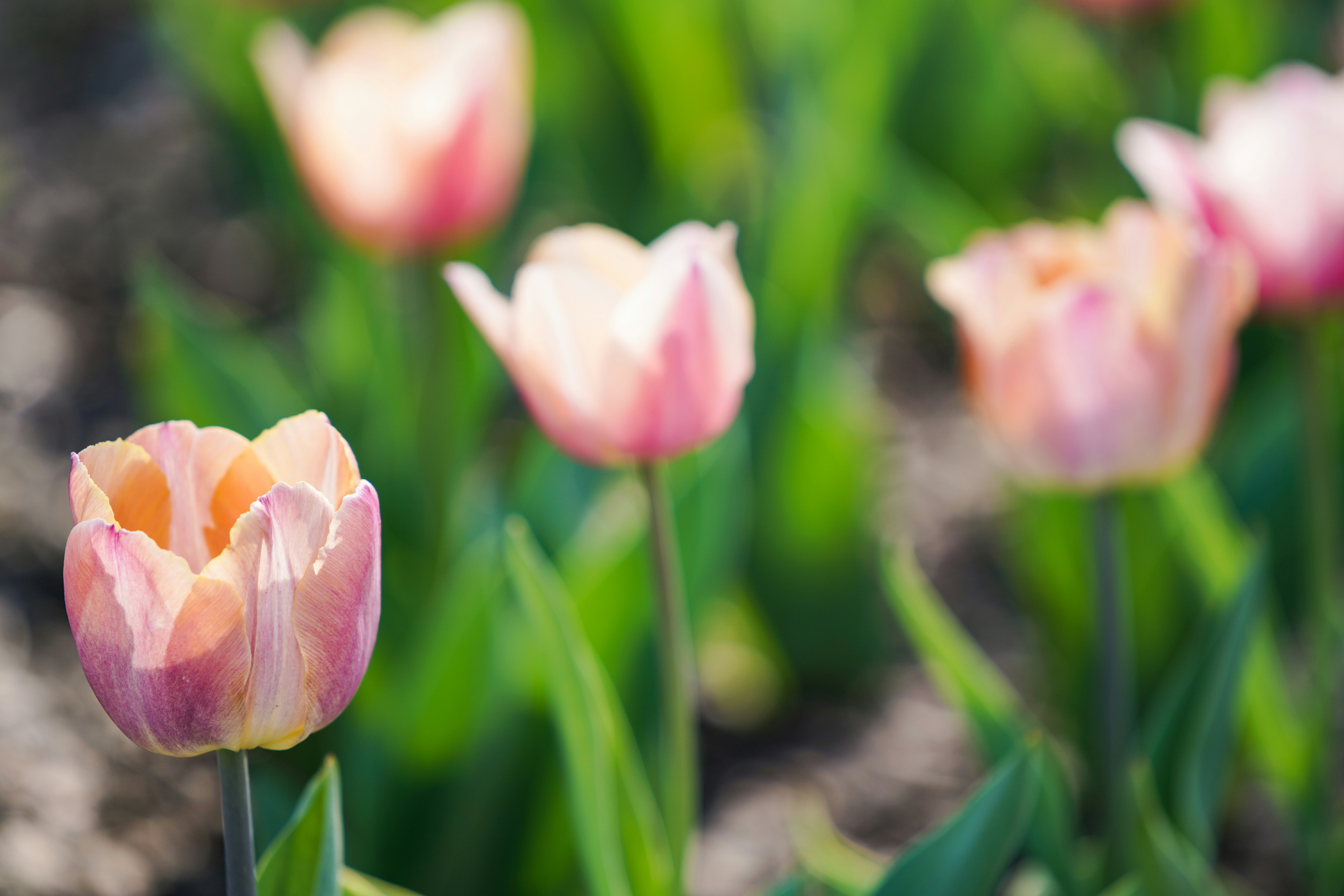 Tiptoe Through The Tulips 73 Best Free Tulip Flower Spring And