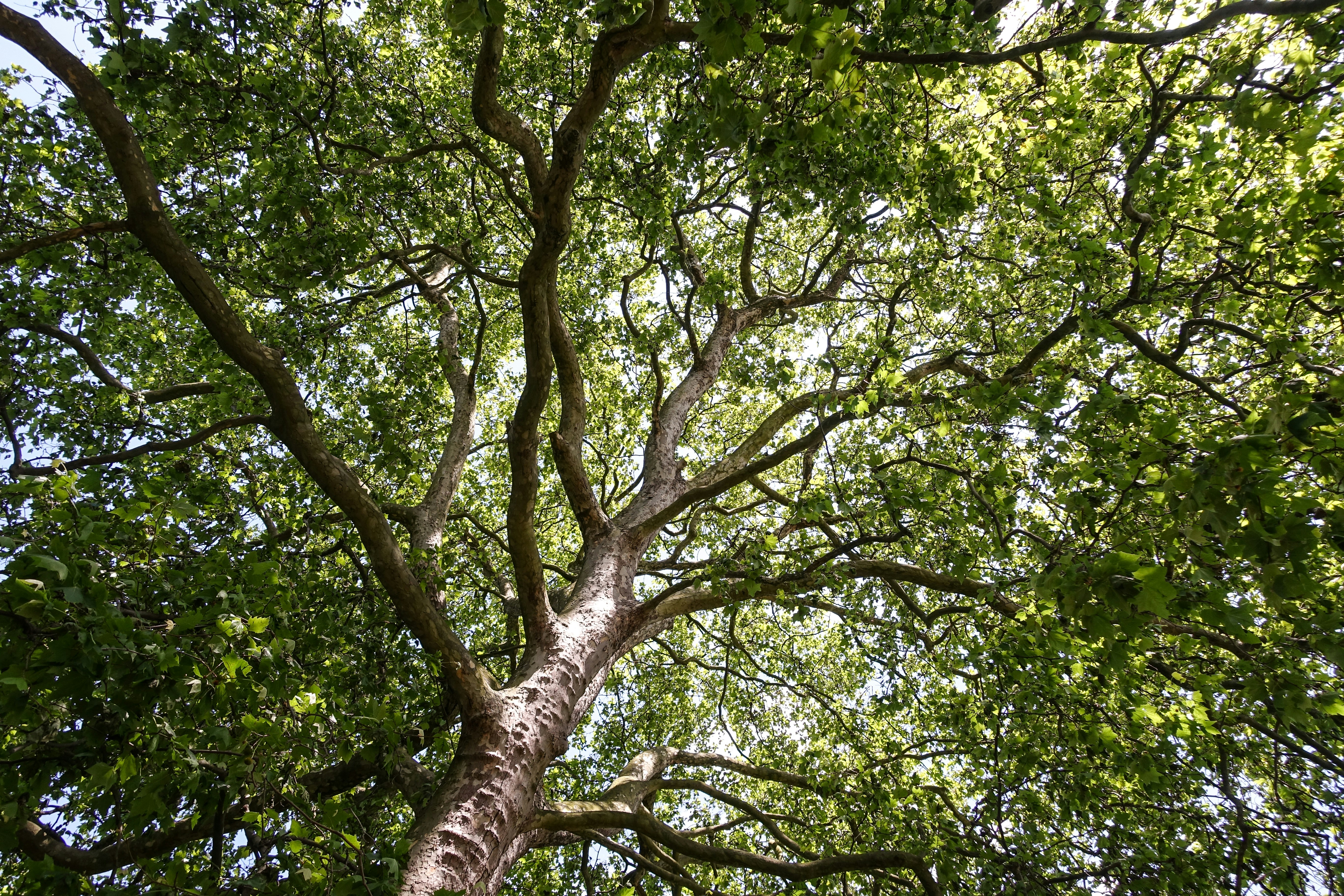 TREE TOPS | 100+ best free photos on Unsplash