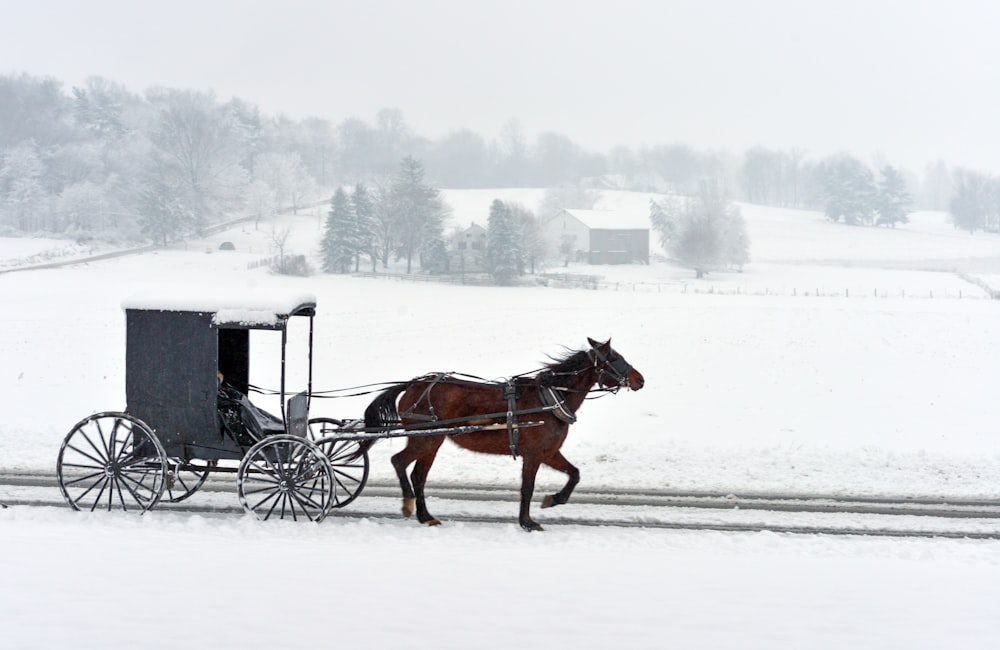 Kutsche, die auf Schnee fährt