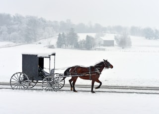 carriage travelling on snow