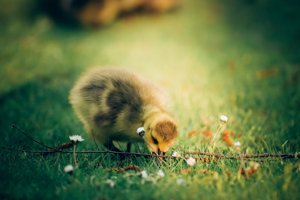 yellow chick biting grass photograph