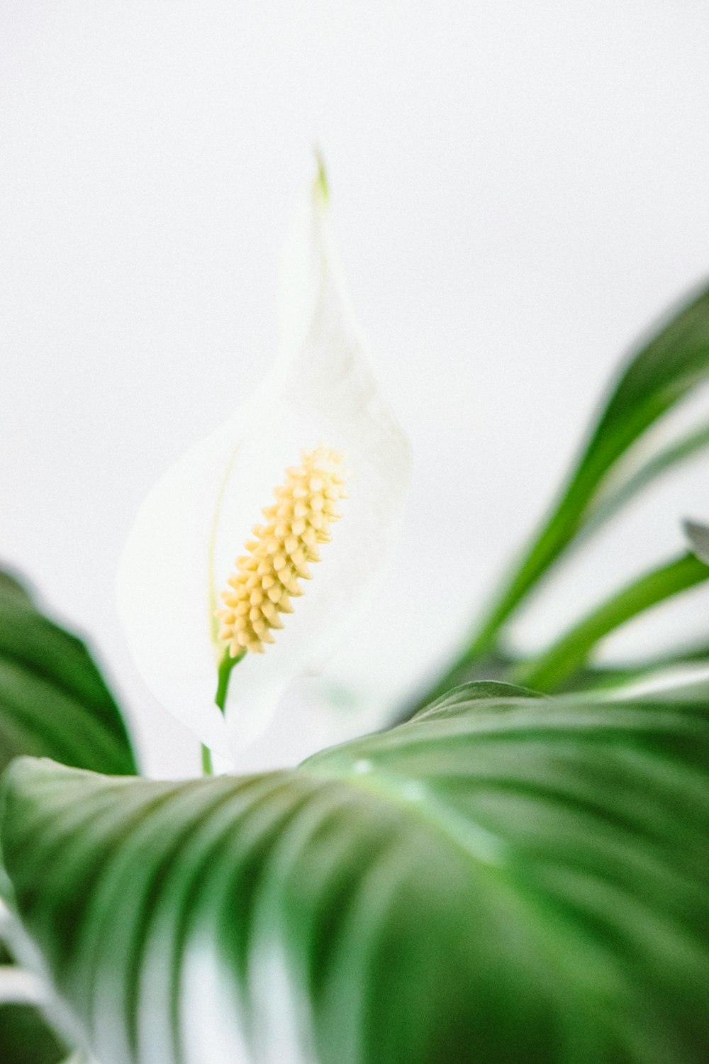 white calla lily