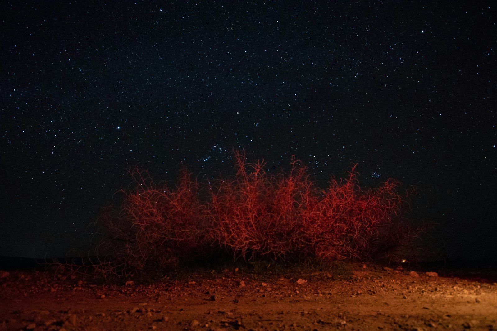 Canon EOS 80D + Canon EF-S 10-22mm F3.5-4.5 USM sample photo. Red plant under starry photography