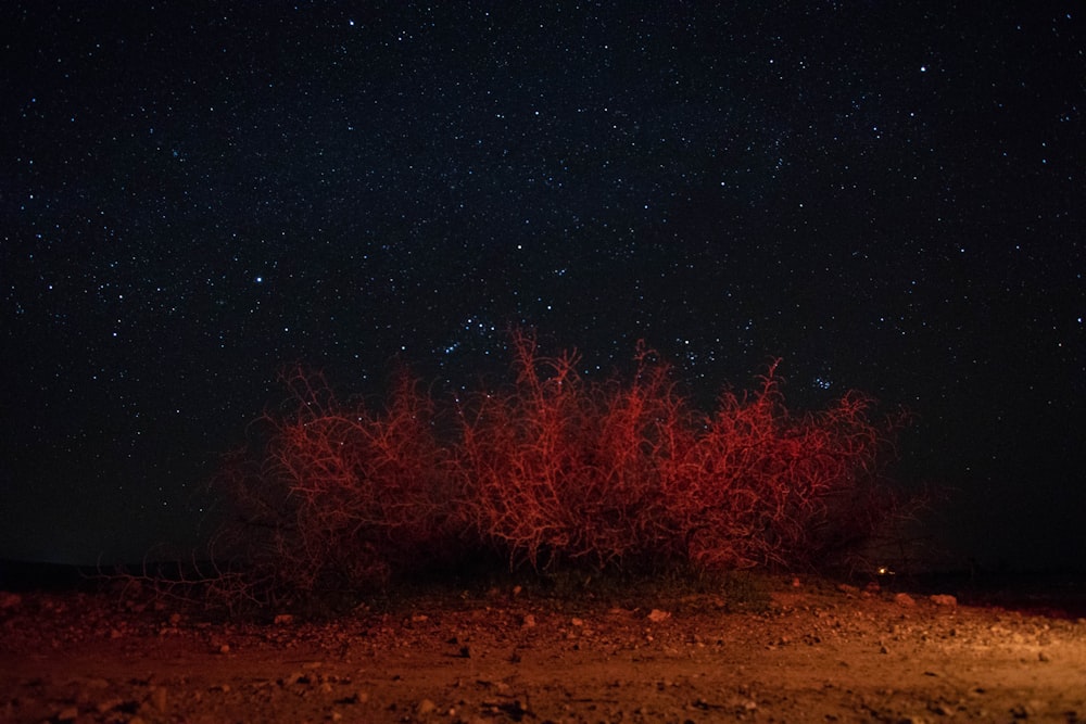 red plant under starry sky