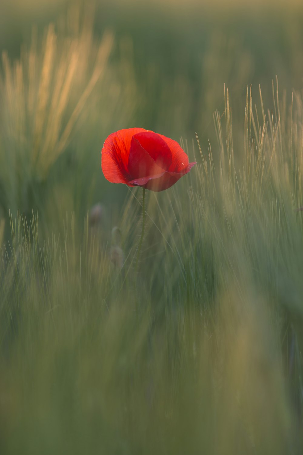 red poppy flower in bloom at daytime