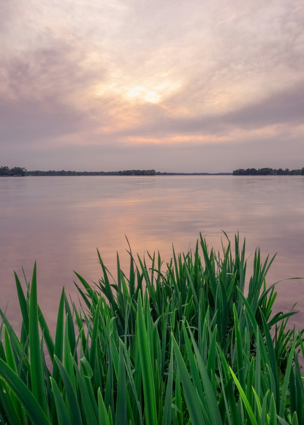 green grass near body of water during golden house