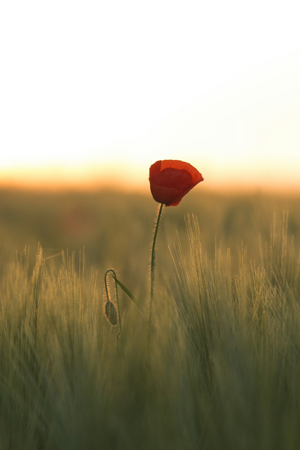 selective focus of red petaled flower at daytime