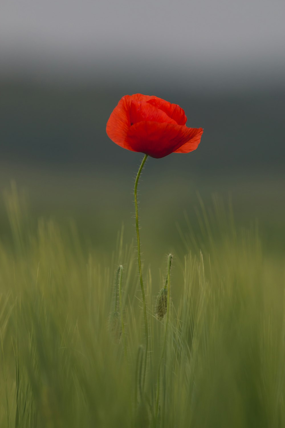 Mise au point sélective de la fleur de pavot commune