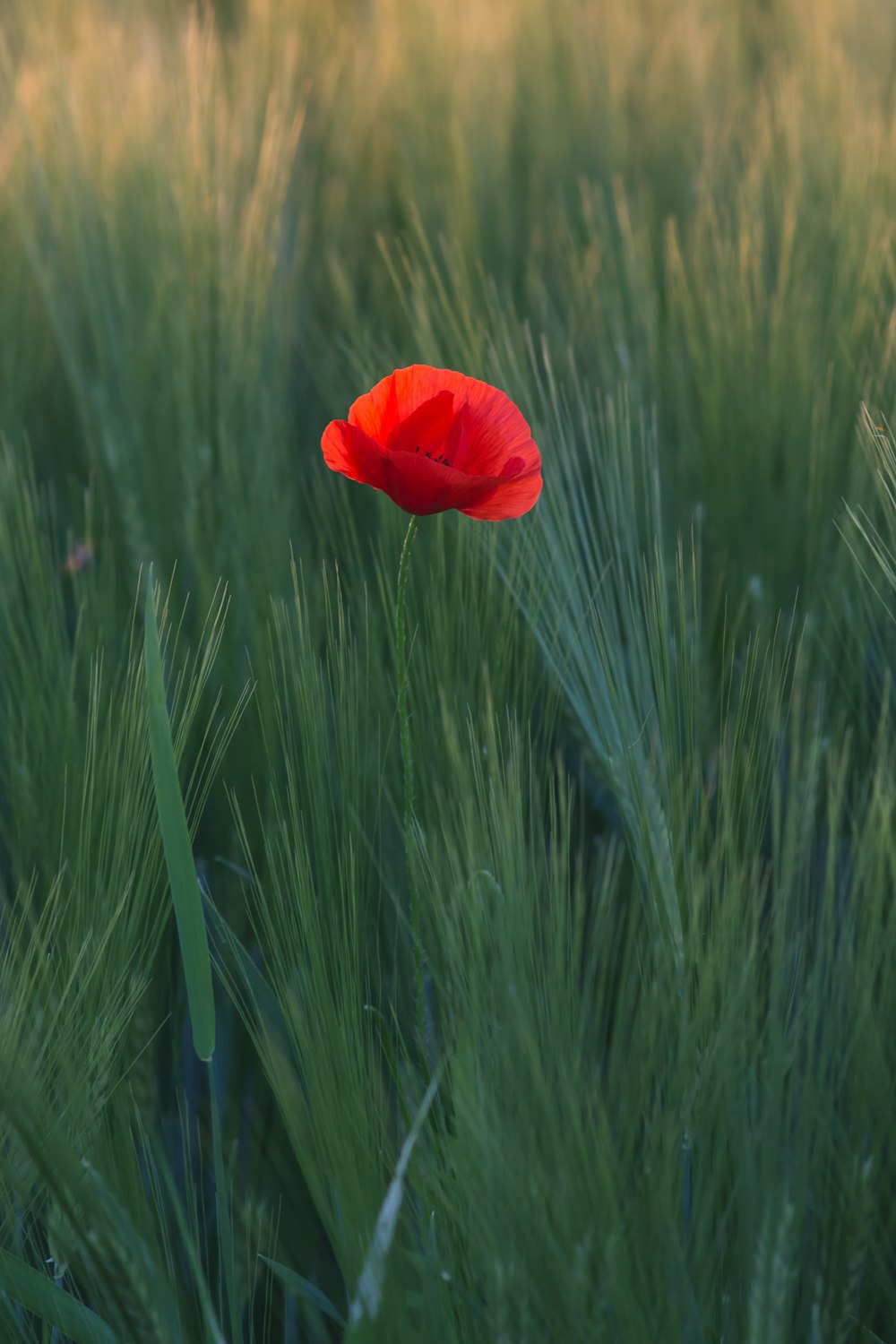 緑の草の真ん中に咲く赤い花