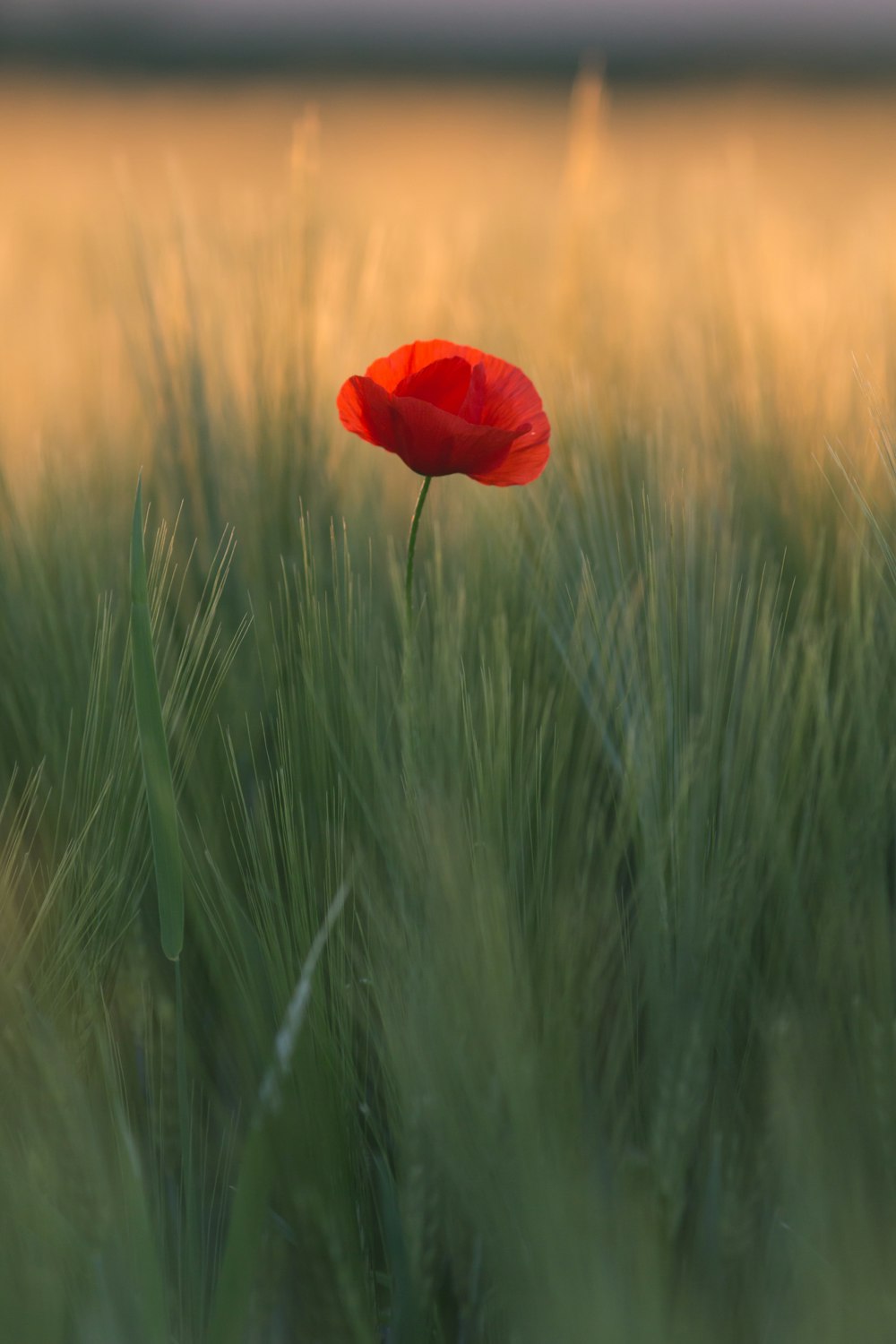 Foto de enfoque superficial de flor roja