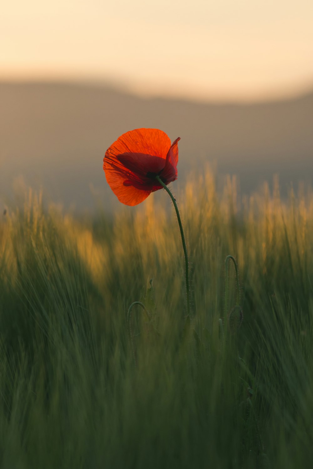 selective focus photography of red petaled flower