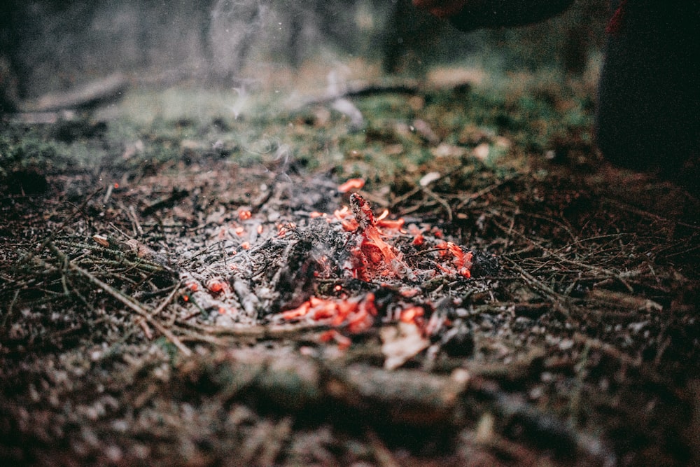 burning twigs